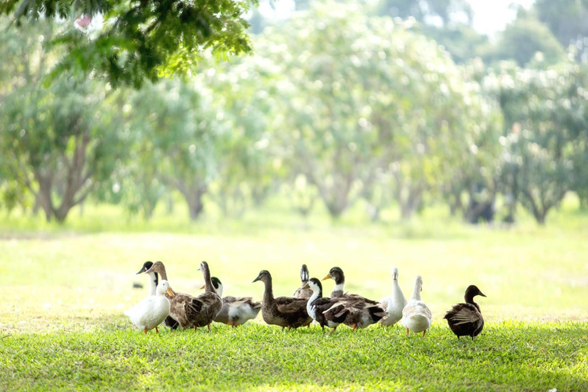 Chateau De Khaoyai Hotel & Resort Pak Chong Buitenkant foto